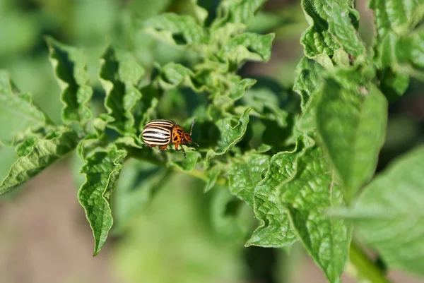 Escarabajo de Colorado — Foto de Stock