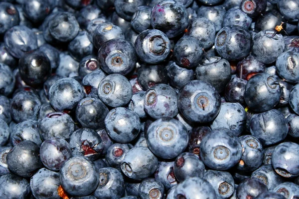 stock image The blueberries