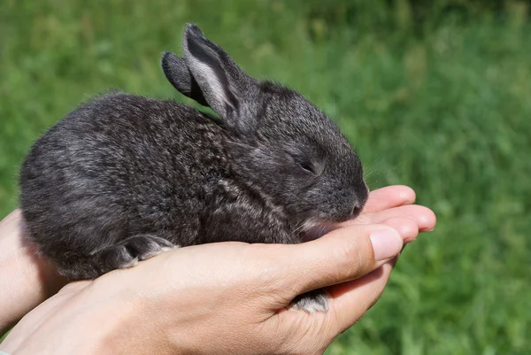 stock image Little rabbit