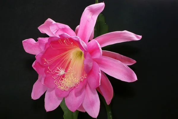 Large pink cactus flower Stock Picture