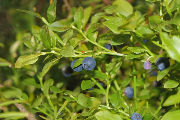 Bush blueberries Stock Image