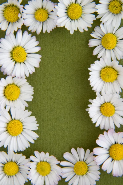 花卉边框 1 — 图库照片
