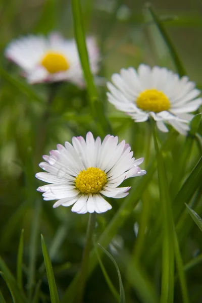 Квітка трава — стокове фото