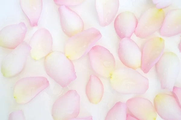 Blütendetail — Stockfoto