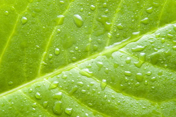 stock image Green leaf 1