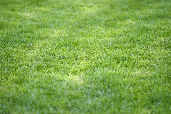 Grass field new 2 — Stock Photo, Image