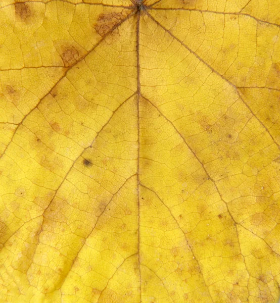 Leaf 10 — Stock Photo, Image