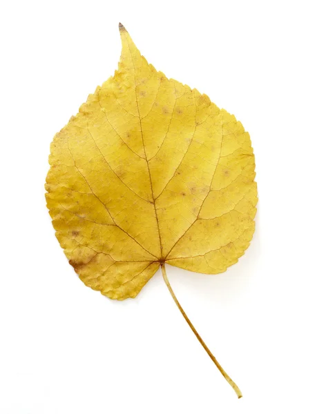 Leaf 10 — Stock Photo, Image