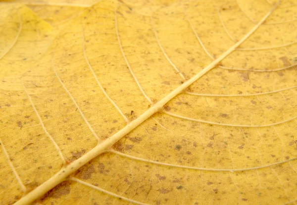 Fall leaf 1 — Stock Photo, Image