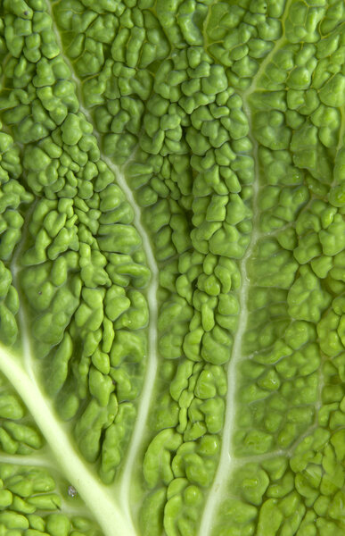 Kale closeup 2