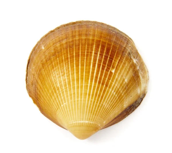 Shell 2 — Stockfoto