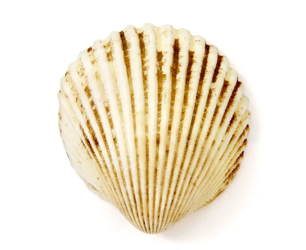Coquille 1 — Photo