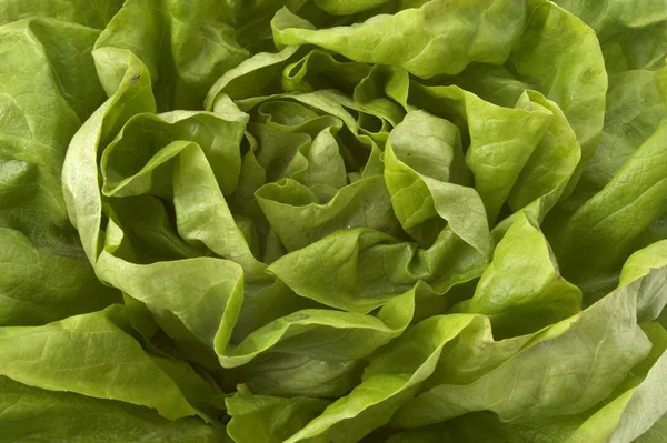 stock image Salad closeup 2