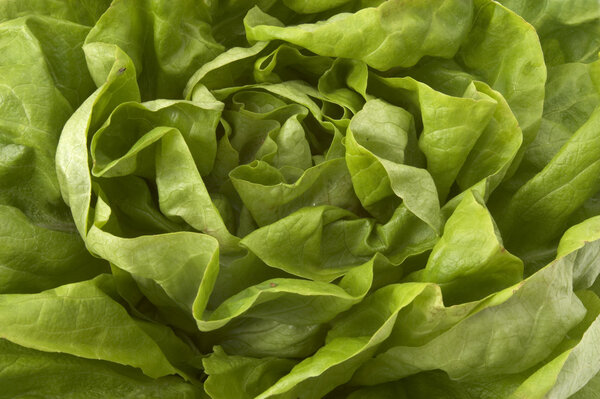 Salad closeup 2