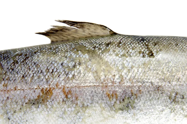 Fish 7 — Stock Photo, Image