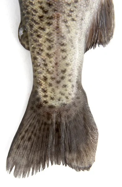 Fish 5 — Stock Photo, Image