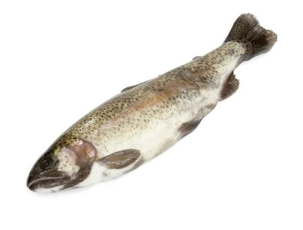 Рыба 2 — стоковое фото