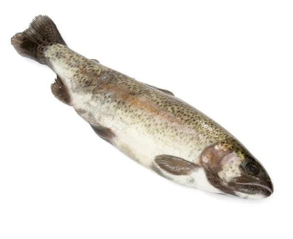 Fish 2 — Stock Photo, Image