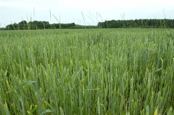 Grass field 2 — Stock Photo, Image