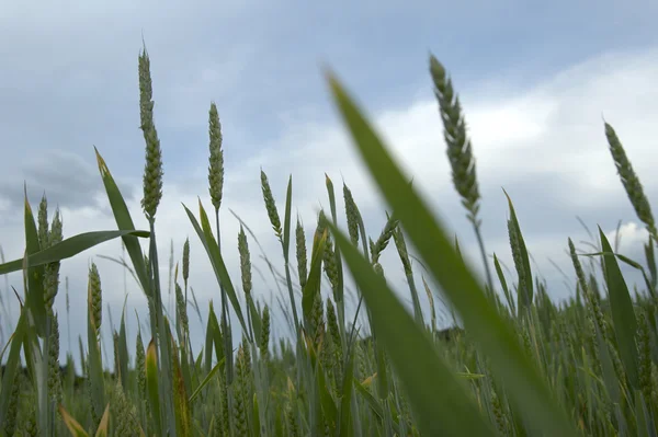 Grass field 6 — 스톡 사진