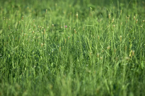 Grass field new — Stock Photo, Image