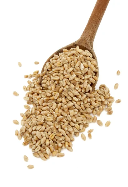 新しい小麦 — ストック写真