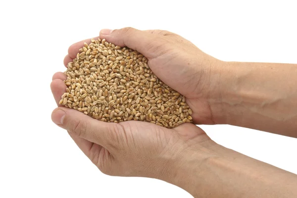 Wheat and hands — Stock Photo, Image