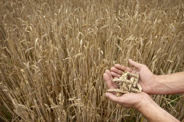Manos de campo de trigo —  Fotos de Stock