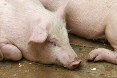 Pig pork domestic animal agriculture clipart