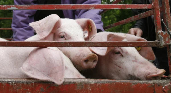 Suíno suína agricultura animal doméstica — Fotografia de Stock