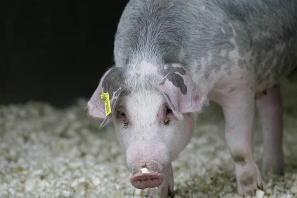 Varken varkensvlees huisdier landbouw — Stockfoto