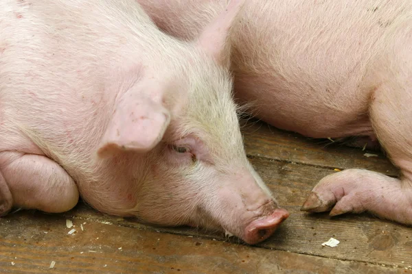 Pig pork domestic animal agriculture — Stock Photo, Image