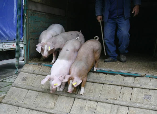Varken varkensvlees huisdier landbouw — Stockfoto