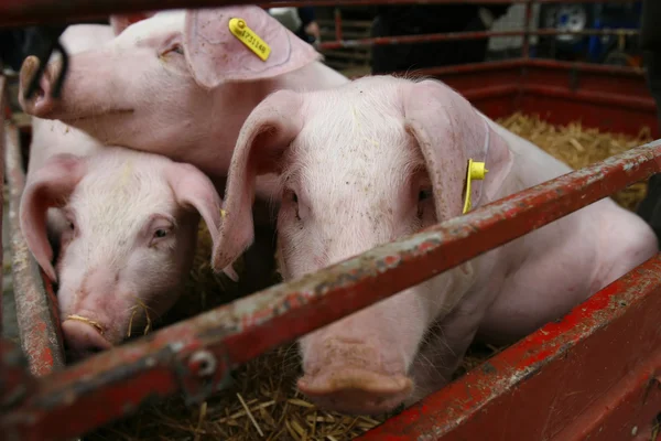 돼지 돼지 가축 농업 — 스톡 사진