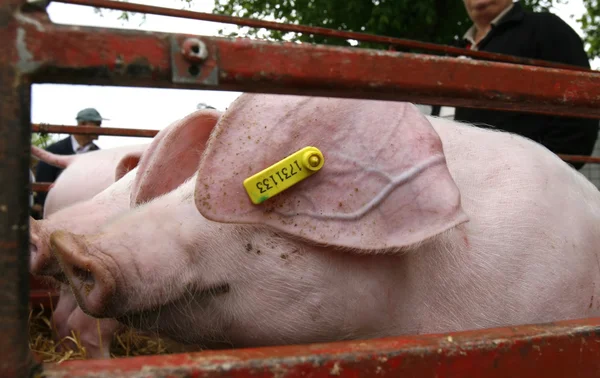 猪猪肉国内动物农业 — 图库照片