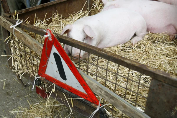 Sertés sertés háziasított állat mezőgazdaság — Stock Fotó