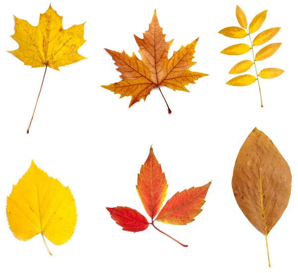 stock image Leaf autumn fall seasonal nature