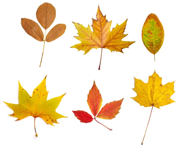 stock image Leaf autumn fall seasonal nature