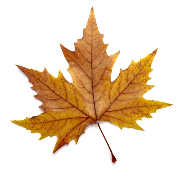 Sezonowy charakter jesień liść — Zdjęcie stockowe