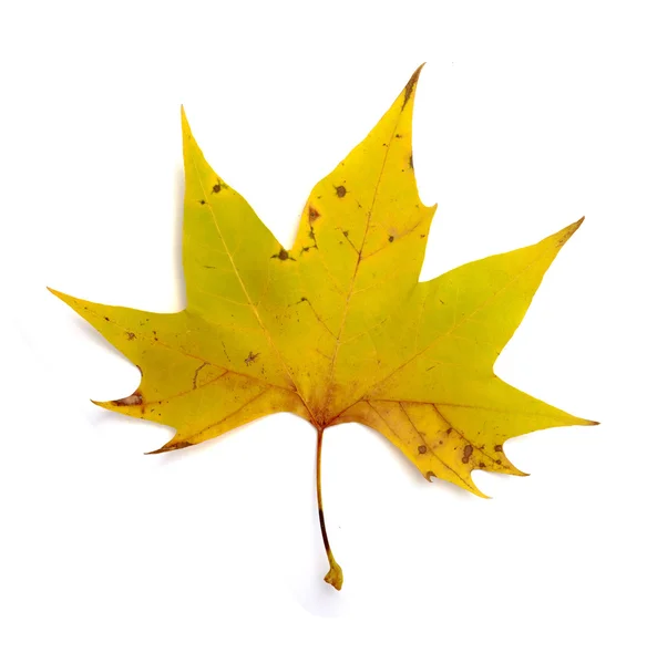Leaf autumn fall seasonal nature — Stock Photo, Image