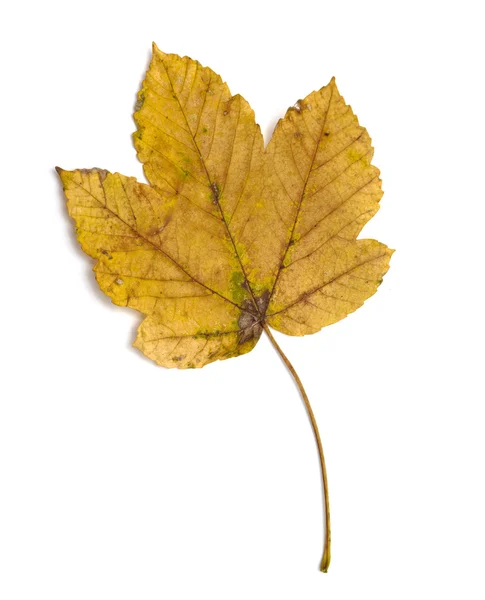 Leaf autumn fall seasonal nature — Stock Photo, Image