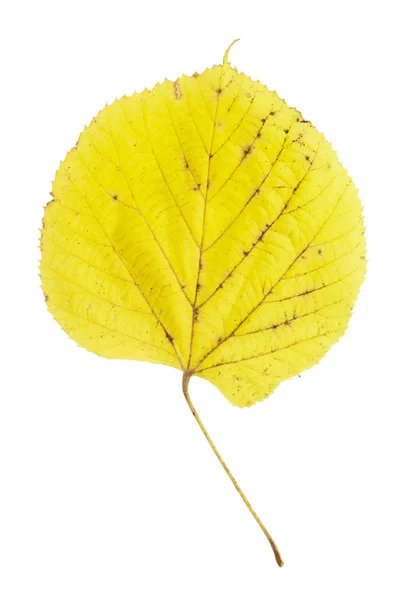 Löv höst höst säsongsberoende — Stockfoto