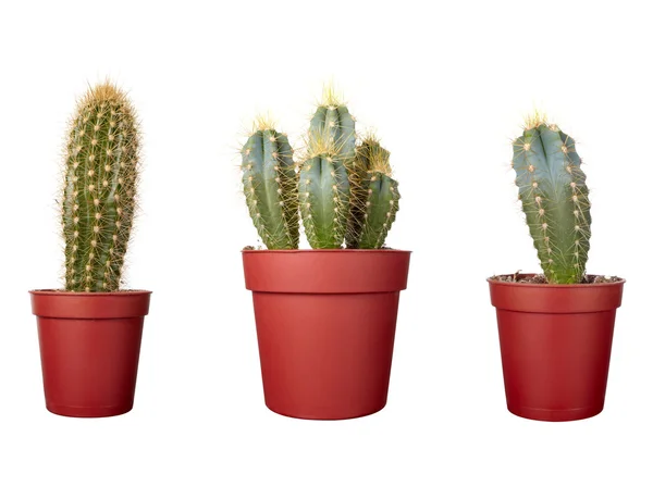 Cactus huis plant vegetatie aard flora — Stockfoto