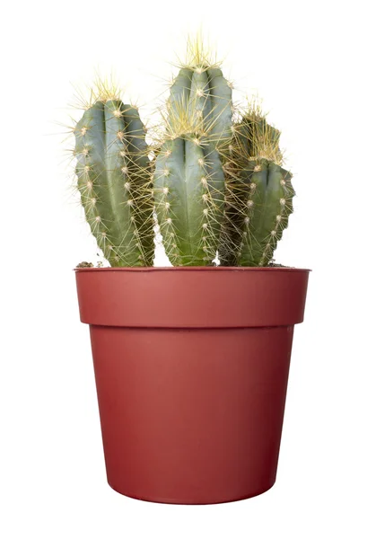 Kaktus domu rostlinné vegetace přírodní flóry — Stock fotografie