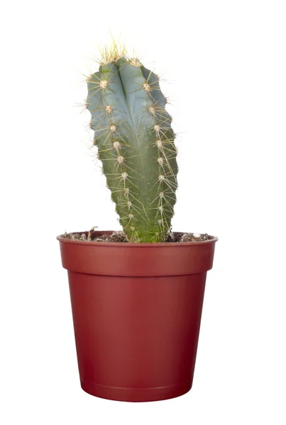 Cactus casa pianta vegetazione natura flora — Foto Stock