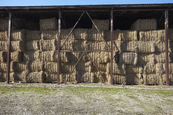 Agricoltura allevamento di balle di fieno — Foto Stock