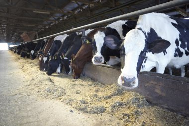 inek çiftliği tarım inek sütü