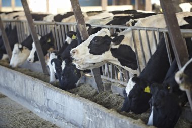 inek çiftliği tarım inek sütü