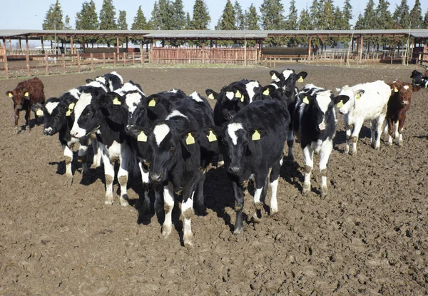 Kráva farma zemědělství kravské mléko — Stock fotografie