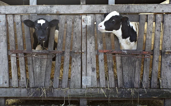 Agricoltura bovina Latte bovino — Foto Stock
